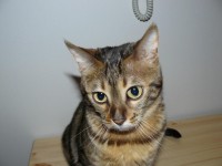 Kikina poslouchá příkazy a nařízení.jpg (86.06 KiB) Zobrazeno 3499 x Kikina poslouchá příkazy a nařízení.jpg